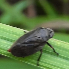 Prosapia ignifera