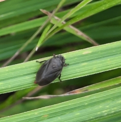 Prosapia ignifera