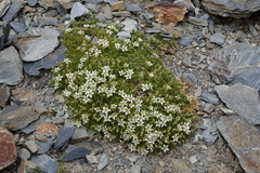 Pseudocherleria aizoides
