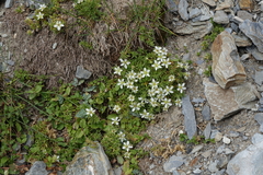 Pseudocherleria aizoides