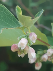 Symphoricarpos albus