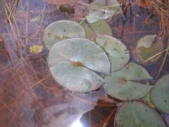 Nymphaea micrantha