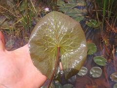 Nymphaea micrantha
