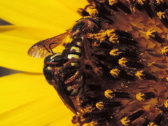 Dianthidium curvatum