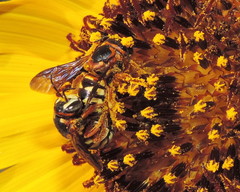 Dianthidium curvatum