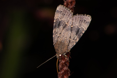 Amphipyra pyramidea
