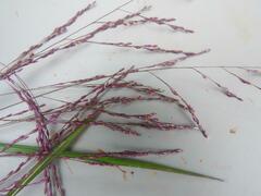 Panicum dregeanum