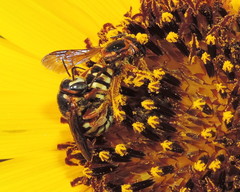 Dianthidium curvatum