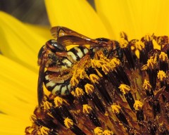 Dianthidium curvatum