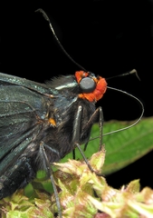 Phocides polybius phanias