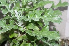 Jacobaea maritima sicula