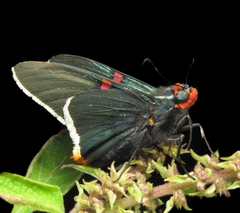 Phocides polybius phanias