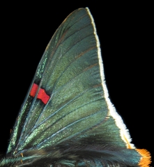 Phocides polybius phanias