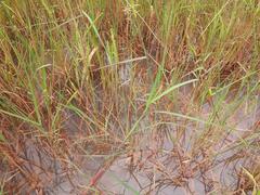 Sacciolepis cymbiandra