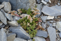 Sedum gracile