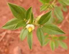 Stylosanthes erecta
