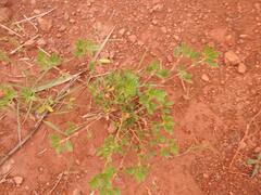 Stylosanthes erecta