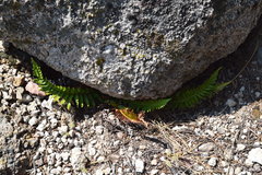 Polystichum imbricans