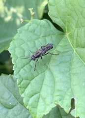 Ozodiceromyia notata