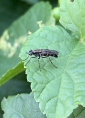 Ozodiceromyia notata