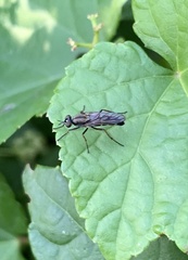 Ozodiceromyia notata