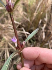 Hygrophila ringens