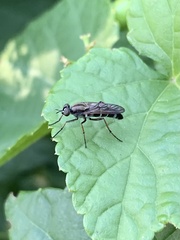 Ozodiceromyia notata