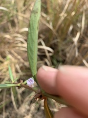 Hygrophila ringens