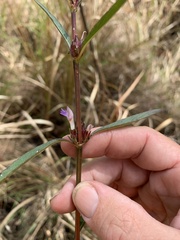 Hygrophila ringens