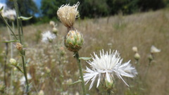 Centaurea ×psammogena