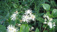 Clematis vitalba