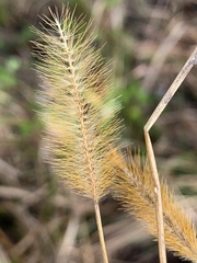 Setaria surgens
