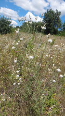Centaurea ×psammogena