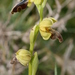 Ophrys iricolor mesaritica - Photo (c) Errol Vela, algunos derechos reservados (CC BY-NC), subido por Errol Vela