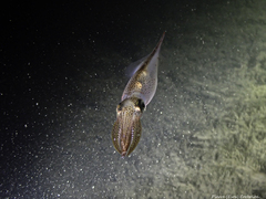Alloteuthis subulata