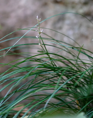 Liriope graminifolia