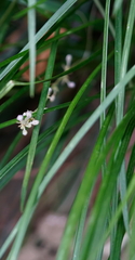 Liriope graminifolia