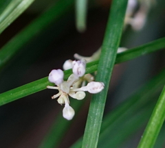 Liriope graminifolia