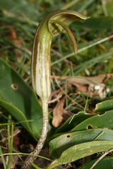 Arisarum vulgare vulgare