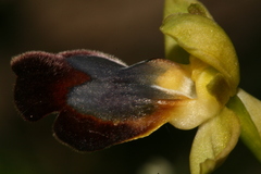 Ophrys fusca iricolor