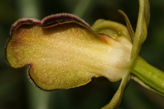 Ophrys fusca iricolor