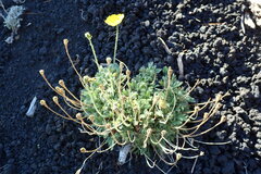 Papaver microcarpum