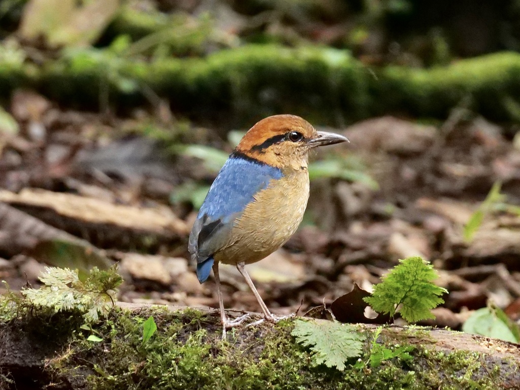 Schneider's Pitta