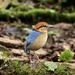 Schneider's Pitta - Photo (c) timboucher, some rights reserved (CC BY-NC)