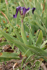 Iris pseudopumila