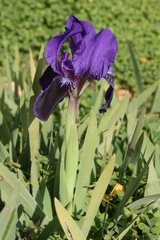 Iris pseudopumila