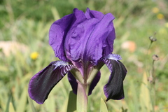 Iris pseudopumila