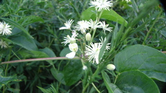 Clematis vitalba