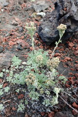 Artemisia glomerata