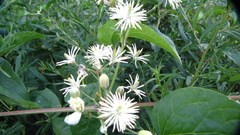 Clematis vitalba